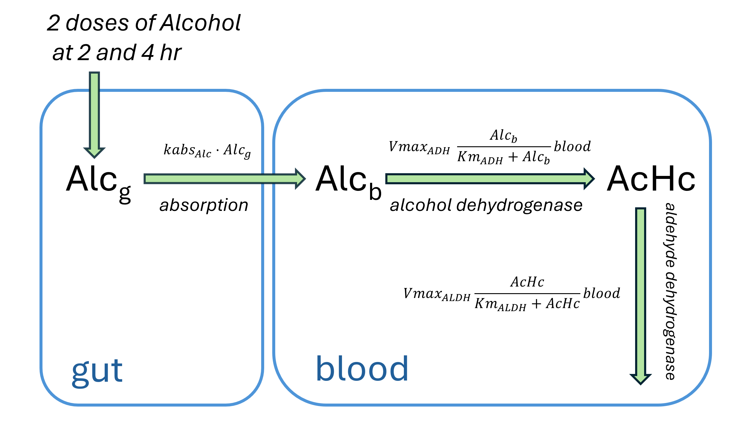 Alcohol metabolism model